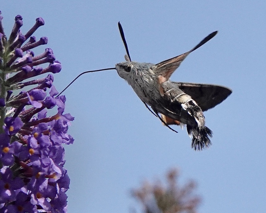 hummingbird hawkmoth